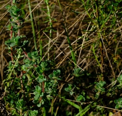 Cliffortia monophylla