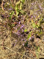 Limonium narbonense