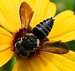 Coelioxys dolichos