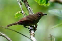 Pachycephala vitiensis