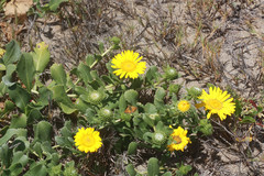 Grindelia stricta platyphylla