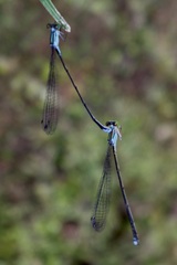 Nesobasis angulicollis
