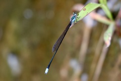 Nesobasis angulicollis