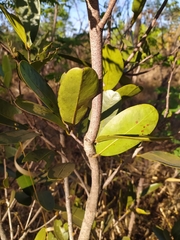 Salacia crassifolia