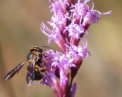 Anthidiellum perplexum