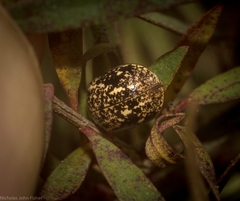 Paropsisterna tigrina