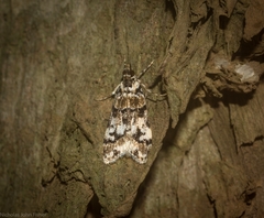 Scoparia charopoea