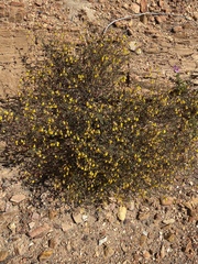 Hermannia althaeoides