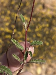 Hermannia althaeoides