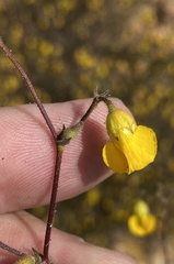 Hermannia althaeoides
