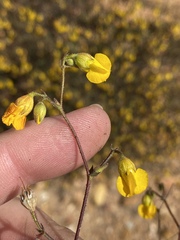 Hermannia althaeoides