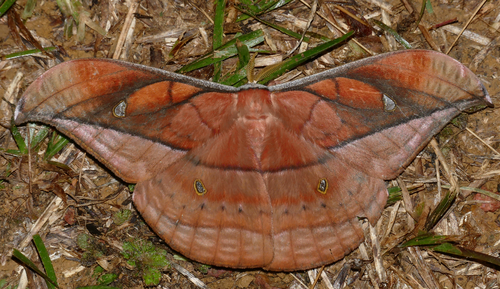 Copaxa decrescens