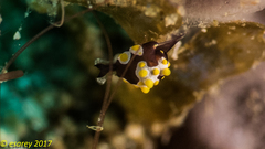 Colpodaspis thompsoni