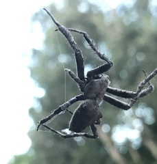 Araneus ventricosus