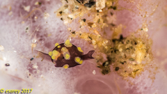 Colpodaspis thompsoni