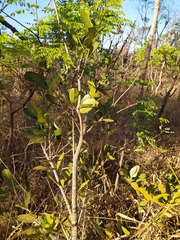 Salacia crassifolia