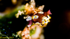 Colpodaspis thompsoni