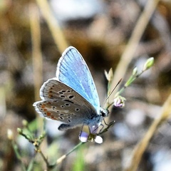 Polyommatus dorylas