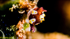 Colpodaspis thompsoni