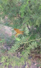 Perithemis intensa