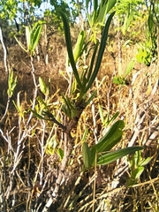 Erythroxylum deciduum