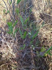 Erythroxylum deciduum