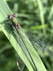 Chalcolestes viridis