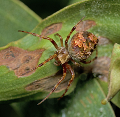 Salsa brisbanae