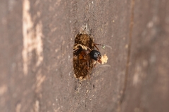 Camponotus quadrinotatus