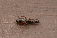 Camponotus quadrinotatus