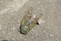 Macrosemia kareisana