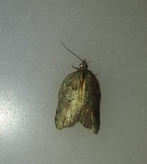 Acleris effractana