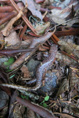 Hynobius sonani
