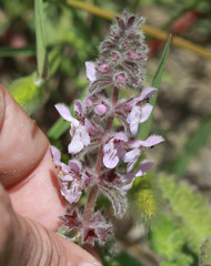 Stachys ajugoides