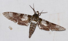 Manduca albiplaga