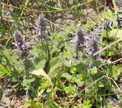 Stachys ajugoides