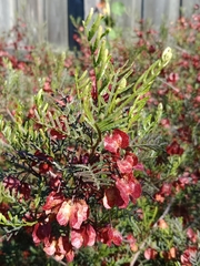 Dodonaea lanceolata