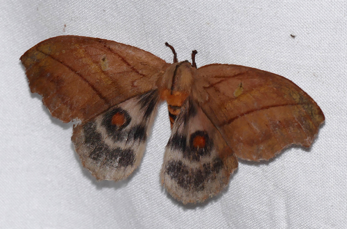 Hyperchiria nausica