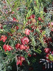 Dodonaea lanceolata