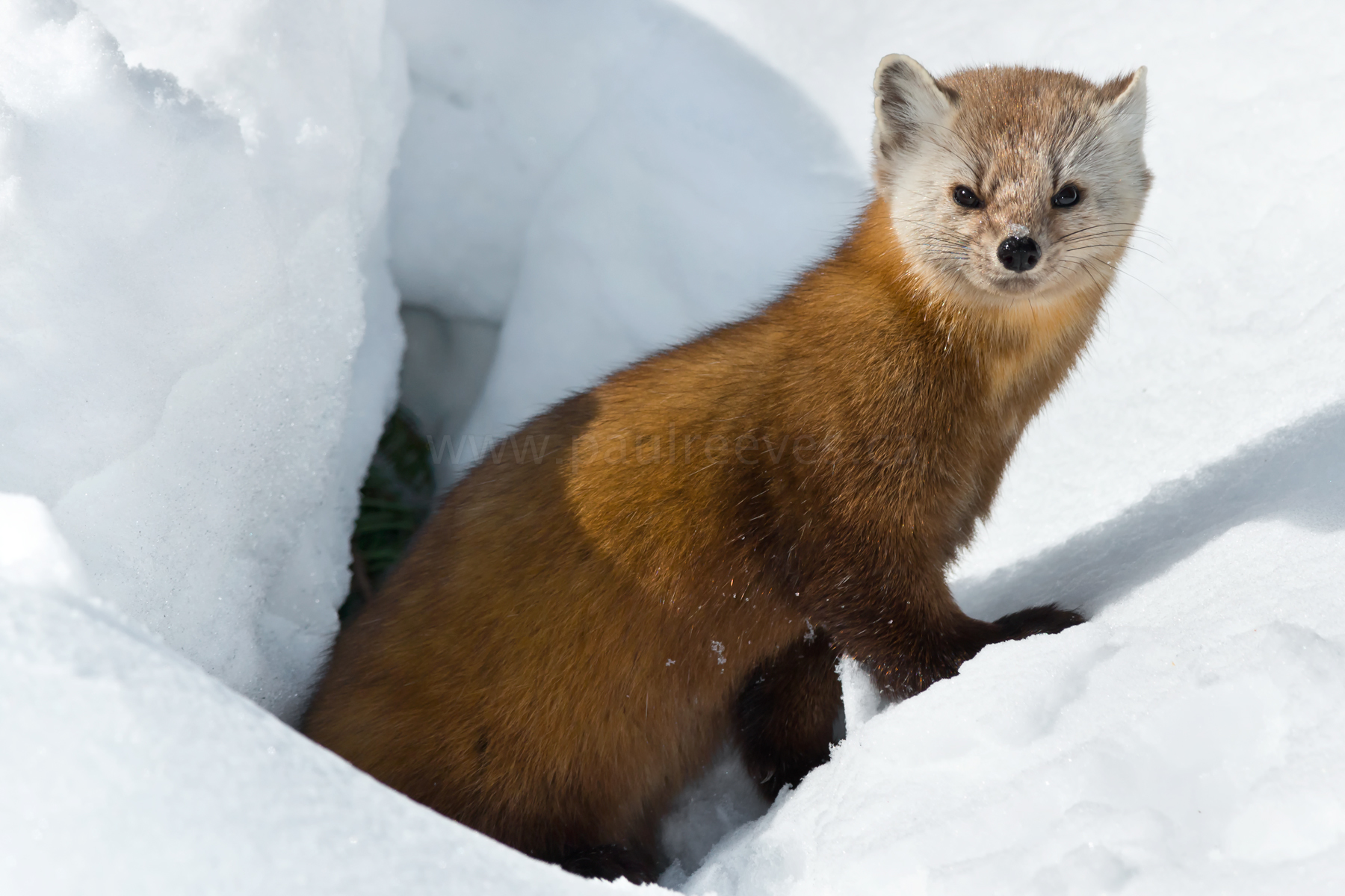 The best sale american marten