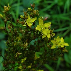 Hypericum tetrapterum
