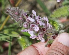 Stachys ajugoides