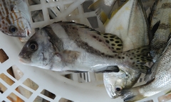 Plectorhinchus cinctus