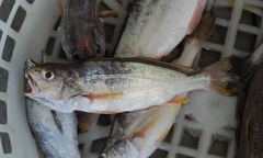 Johnius distinctus