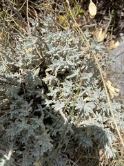 Teucrium polium