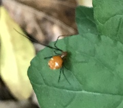 Argyrodes flavescens
