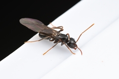Lasius capitatus