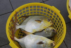 Trachinotus blochii