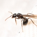 Dendrolasius - Photo (c) Jonghyun Park, some rights reserved (CC BY), uploaded by Jonghyun Park