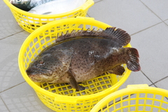 Epinephelus coioides